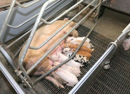 金正恩視察朝鮮人民軍549部隊(duì)養(yǎng)豬工廠，高度關(guān)注黃牛養(yǎng)殖